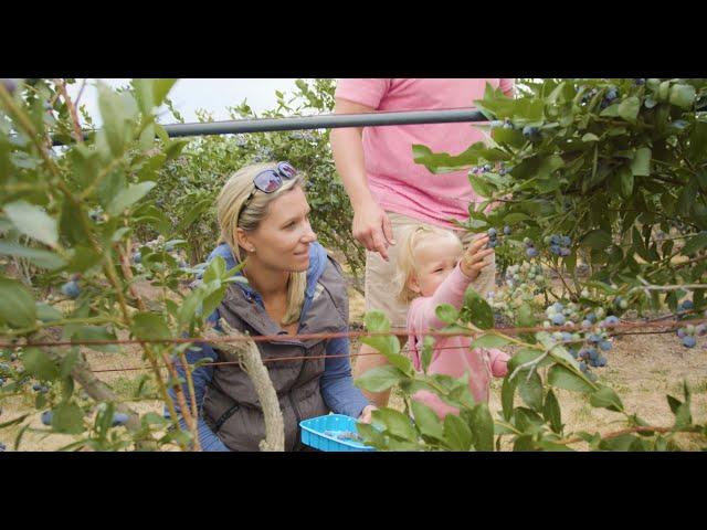 Experience U-Pick At Your Local BC Blueberry Farm | Go Blue BC 2021 | Go Blue BC