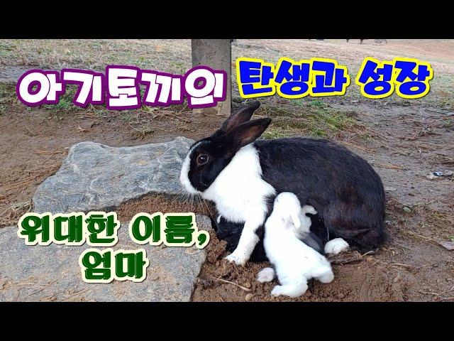 Birth and Growth of Baby Rabbits at Olympic Park