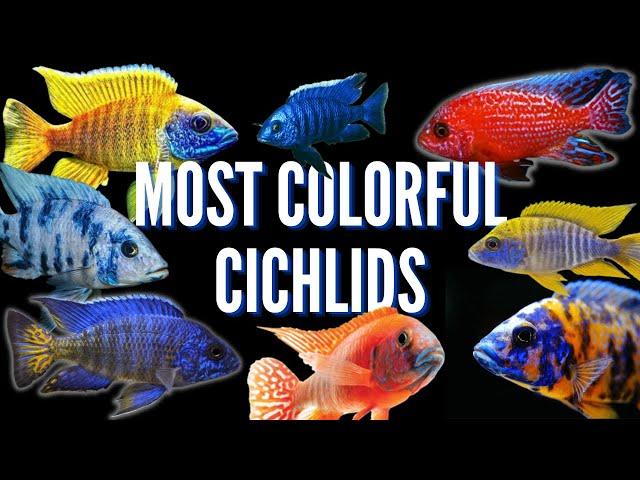 How to Keep Peacock Cichlids | Care Guide & Species Profile