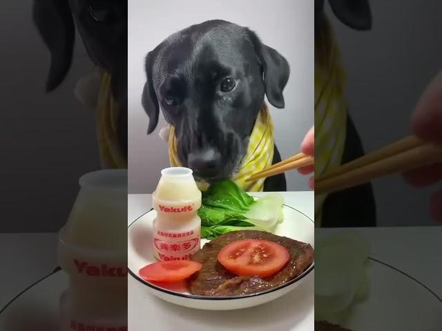 น้องหมากินผัก.                     #doglover