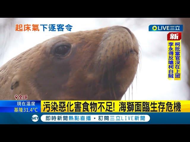 全球暖化讓"可愛動物"暴走? 加州海灘驚見"海獅抓狂追人"! 專家曝關鍵原因...│記者 陳淮安│【國際大現場】20220713│三立新聞台