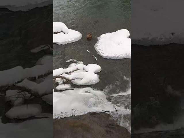 A camel drinking water at a waterfall.
