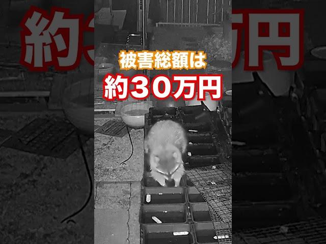 【犯人はアライグマ】400匹のメダカが被害に…　被害総額は約30万円　#shorts #事件 #ニュース #テレビ #中京テレビ