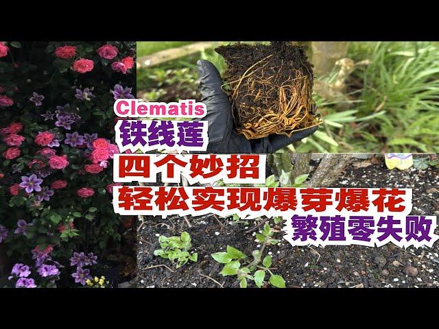 如何让铁线莲快速爆花的种植方法/Clematis/零失败的培育繁殖/成苗和幼苗如何扶壮/大花铁线莲如梦Hagley Hybrid/早春种植的要点/26.03.2024