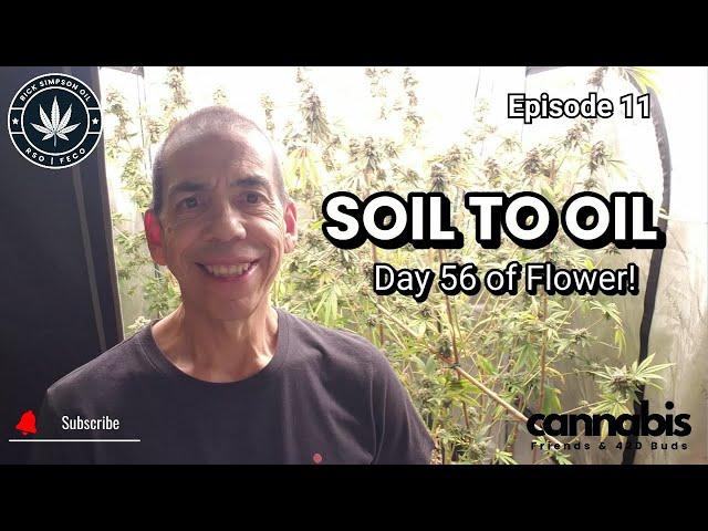 Soil to Oil: Day 56 of Flower Cycle! Updates & Plans for Harvest (Ep. 11)