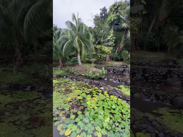 Tahiti nature sounds          #connectwithnature #lovetahiti #water