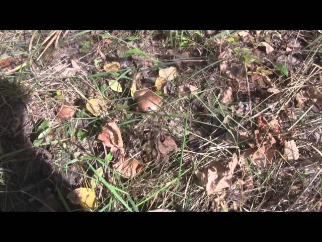 3 Mushroom varieties that need ID - Central Wisconsin 10-12-2014