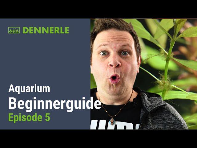 Aquarium Einsteiger Guide  Ep. 05: ALGEN in der EINFAHRPHASE!!!