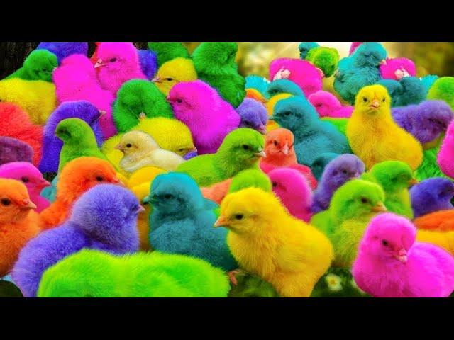 Tangkap Ayam Lucu, Ayam Warna Warni, Ayam Rainbow Gokil, Kelinci, Kucing Lucu, Bebek, Hewan Lucu #02