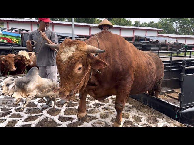 KUMPULAN SAPI RAKSASA LUCU TURUN DARI TRUK BOLEH KETAWA ‼️