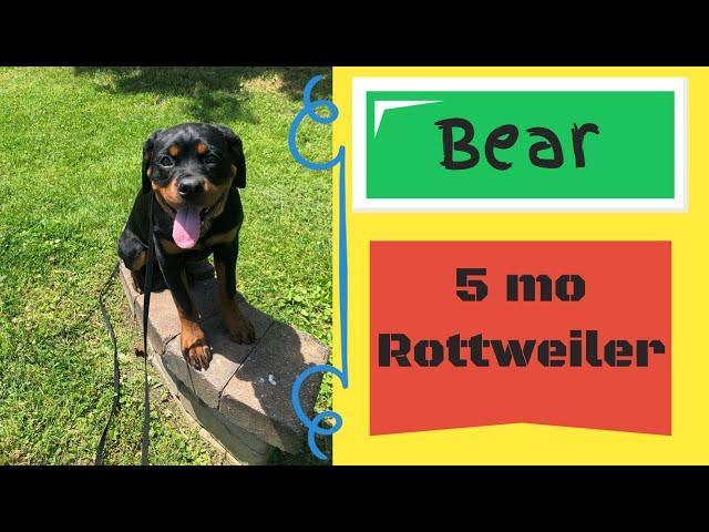 5 mo Rottweiler  (Bear) | Best Philadelphia Dog Trainers | Off Leash K9 Training Philadelphia