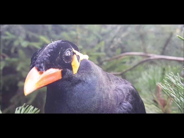 Beo "spricht" im Tierpark Chemnitz