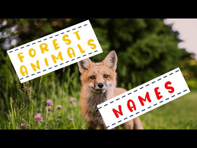 Learn Animal Names For Kids - Learn Forest Animals Names - Educational Videos for Kids