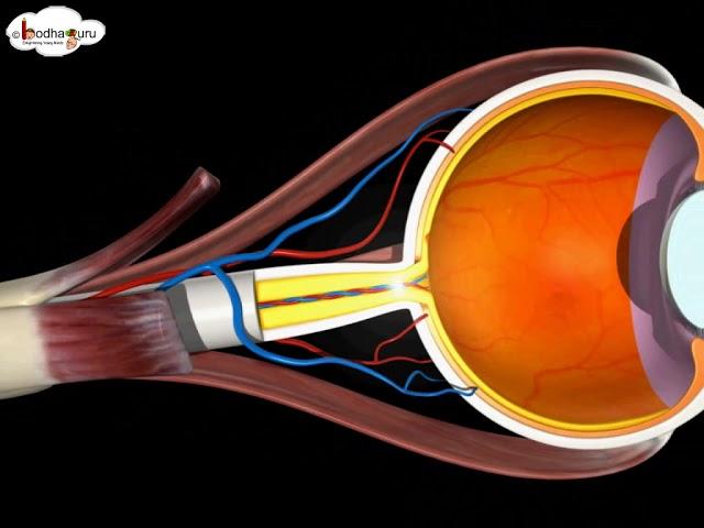 How our eye works – Structure and Function (3D animation) - in English