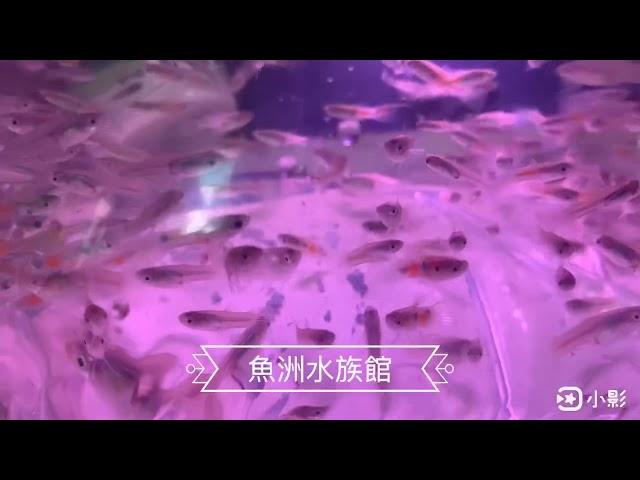 魚洲水族館 野生孔雀魚