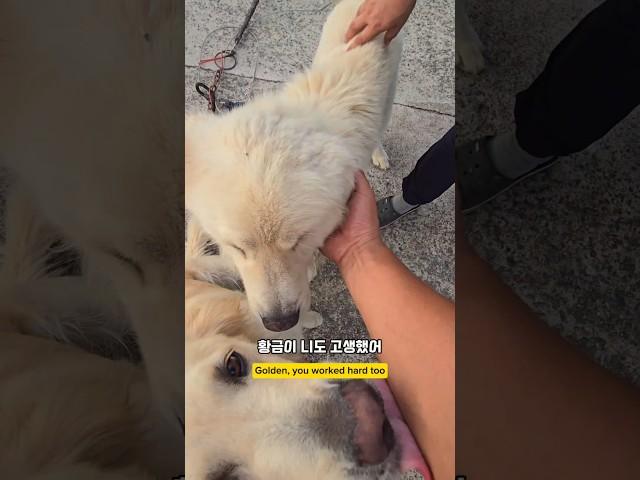 몽실이 집에가는데 황금이 서운한거야? #몽실이 #리트리버 #dog #남해 #강아지