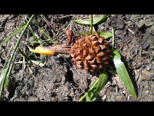 Very Underripe Nippa Palm (Nypa fruticans) Fruit