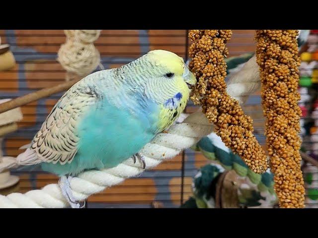 9 hours of budgie sounds for relaxation