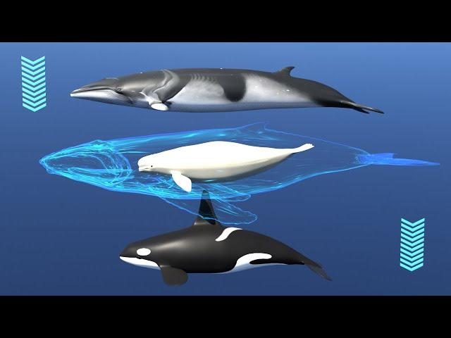  Whales (3D match game). Types of whales