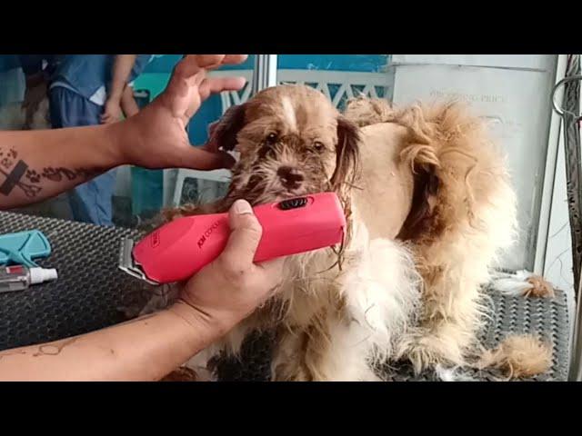 For The Better Matted Dog Grooming Shavedown | Groomer Style