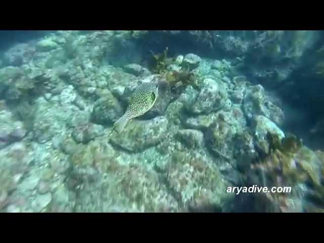 흰점꺼끌복(Arothron hispidus)~ White-spotted puffer, Stars and stripes puffer