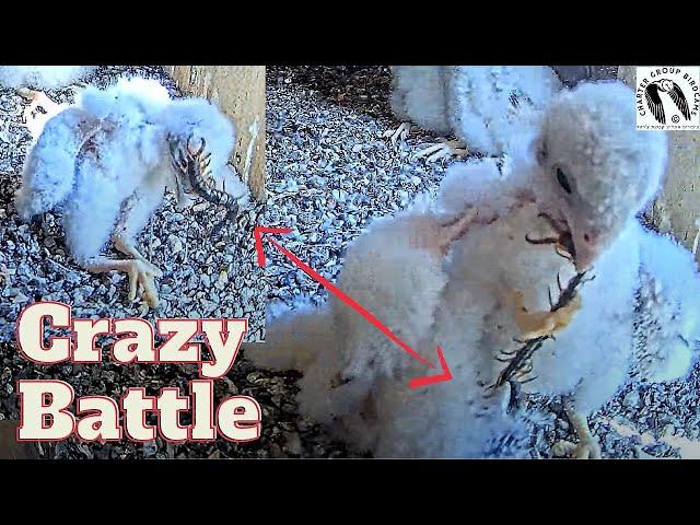 Epic Wildlife Showdown: Lesser Kestrel vs. Centipede + Tug of War