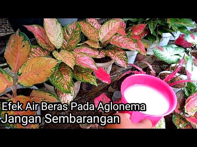 Jangan Pakai Air Beras Pada Aglaonema