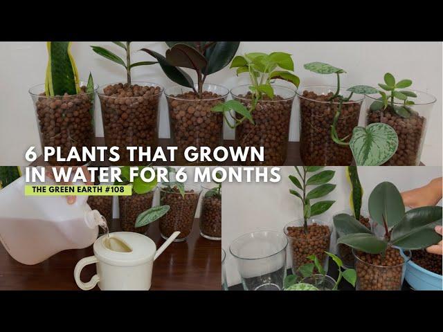 #108 : UPDATES | Top 6 Common Indoor Plants That Can Grow In Water | Grow Houseplant Without Soil