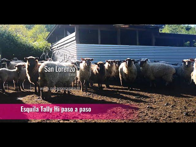 Esquila Tally Hi Paso a Paso