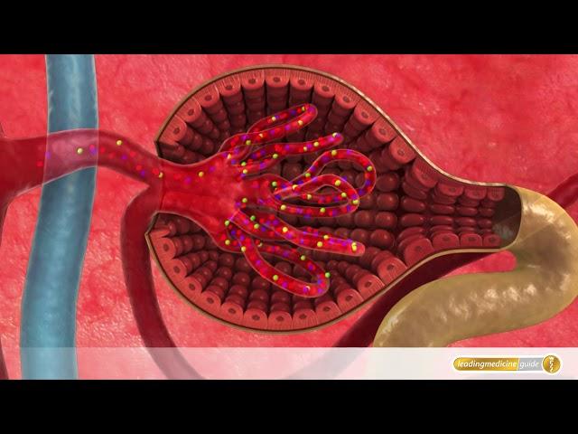 Urologie: So funktionieren Nieren und Blase