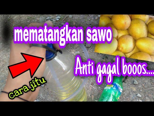 Cara jituu ..etrel buah sawo matang sempurna 