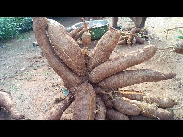 Amazing African Technique of Growing and Harvesting Cassava in 4 months #charlesfarmingproject