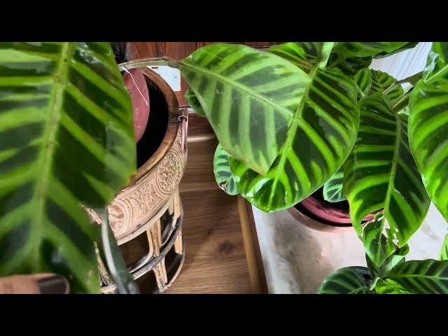 How to care and maintain humidity in Calathea Jebrina🪴