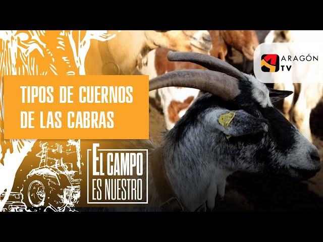 Raquel y su padre nos explican los tipos de cuernos de las cabras