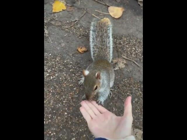 다람쥐에게 장난치기 (Playing pranks on squirrels) #shorts