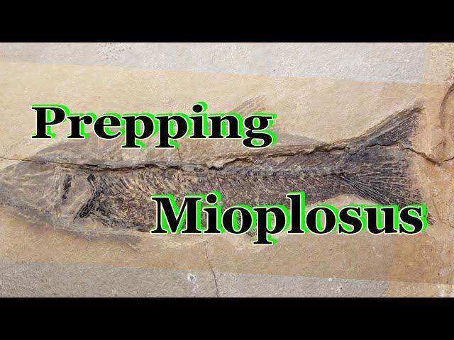 Fossil prep of Green River Mioplosus fish