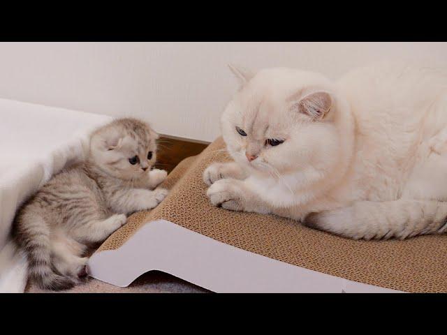 A daddy cat is kind to his daughter's kitten! ?The interaction between parent and child was so cute!