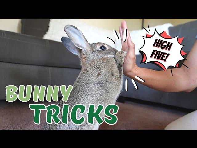 3 Useful Tricks To Train Your Rabbit || THE BEST Way To Bond