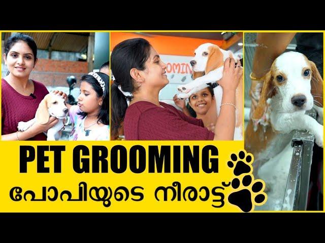 Beagle Pup Grooming | പോപ്പിയുടെ  ആദ്യ Make-Over | Gayathri Arun | Life stories with Gayathri Arun