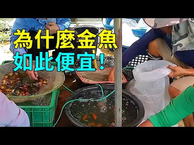 金魚的生命之旅，大開眼界的繁殖過程