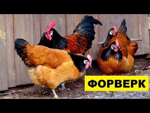 Разведение кур породы Форверк как бизнес идея | Птицеводство | Куры Форверк