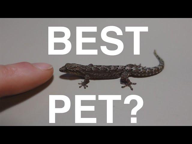 Are Mourning Geckos the RIGHT pet for you?