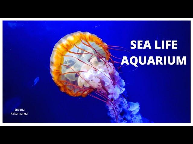 sea life aquarium london | sea life tour in london | tourist places in london | sea life aquarium