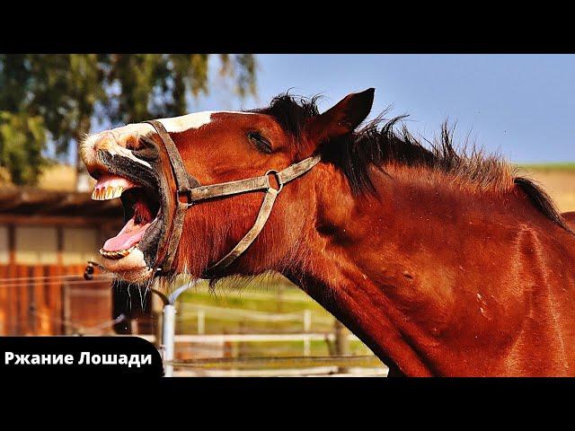 Звуки лошади / Ржание коня / Голос лошади / Звуки Ржание Лошадей /Как Говорят Лошади