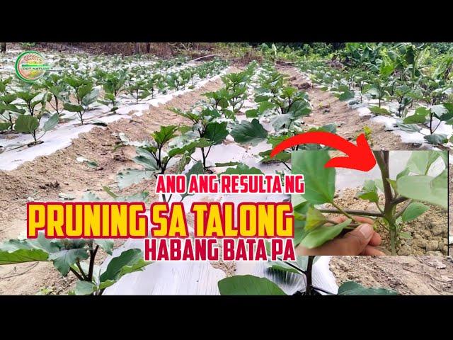Ano ang RESULTA ng PAGPUPRUNING ng TALONG  habang BATA pa?