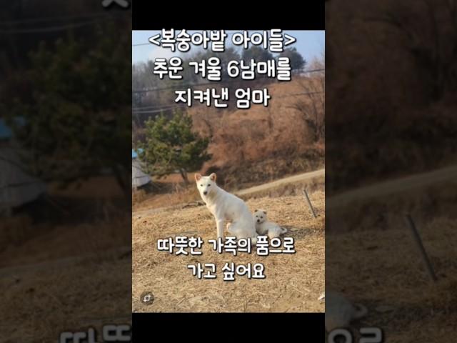 복숭아밭 6남매 엄마 가족찾기 #강아지#반려견#유기견#임보#입양#가족#사지말고입양하세요##pets#dogs#adoption#family