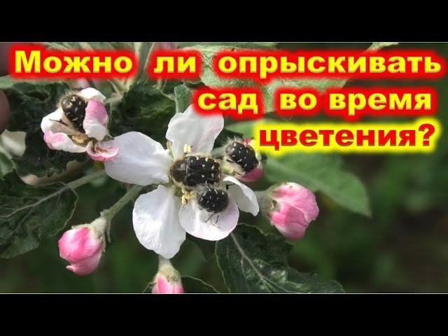 Можно ли ОПРЫСКИВАТЬ деревья во время ЦВЕТЕНИЯ?