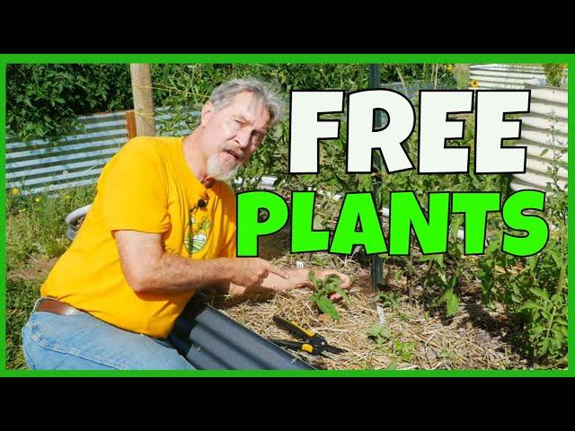 CLONE Tomatoes (for FREE Plants)