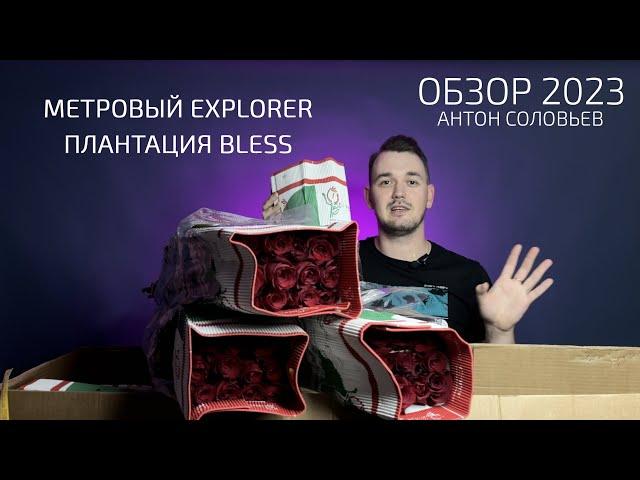 Обзор: Метровые розы Explorer от BLESS (Антон Соловьев - Большая разница 2023)