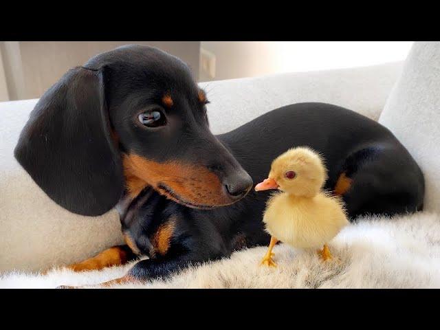 A Dachshund puppy and 5 Mandarin ducklings.